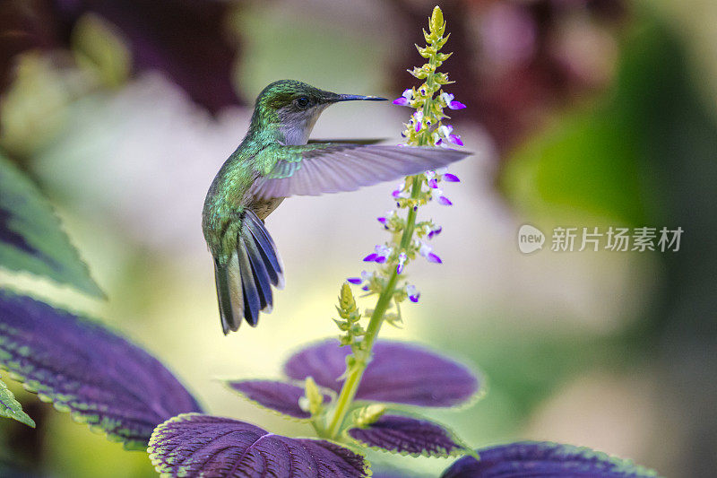 雌性安的列斯冠蜂鸟(Orthorhyncus cristatus)肖像。